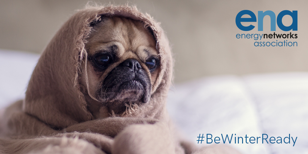 Pug in a blanket #BeWinterReady