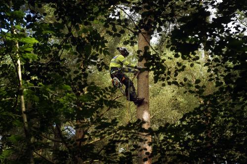 Joe White up a tree